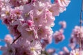 Cherry blossom flower in pink