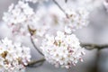 Cherry blossom flower in spring. Horizontal saakura theme poster, greeting cards, headers, website and app Royalty Free Stock Photo