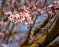 Cherry blossom Royalty Free Stock Photo