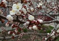 Cherry blossom flowers