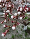 Cherry blossom flowers