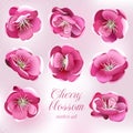 Cherry blossom flowers. Vector set. Royalty Free Stock Photo