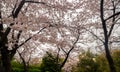 Cherry Blossom Forest in the Countryside SAKURA Royalty Free Stock Photo