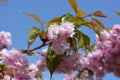 Pink blossom in spring against blue sky