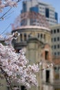 Cherry blossom in front of the A-Bomb Dome, Hiroshima, Japan Royalty Free Stock Photo