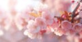 Cherry blossom in full bloom. defocused background Cherry flowers in small clusters on a cherry tree branch, fading in to white. Royalty Free Stock Photo