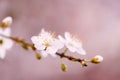 Cherry blossom in full bloom. Cherry flowers in small clusters on a cherry tree branch, fading in to white. Shallow depth of field Royalty Free Stock Photo