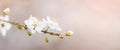 Cherry blossom in full bloom. Cherry flowers in small clusters on a cherry tree branch, fading in to white. Shallow depth of field Royalty Free Stock Photo