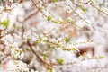 Cherry blossom in full bloom. Cherry flowers in small clusters on a cherry tree branch, fading in to white. Shallow depth of field Royalty Free Stock Photo