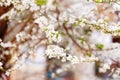 Cherry blossom in full bloom. Cherry flowers in small clusters on a cherry tree branch, fading in to white. Shallow depth of field Royalty Free Stock Photo