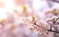 Cherry blossom in full bloom. Cherry flowers in small clusters on a cherry tree branch, fading in to white. Shallow depth of field Royalty Free Stock Photo