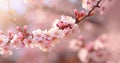 Cherry blossom in full bloom. Cherry flowers in small clusters on a cherry tree branch, fading in to white. Shallow depth of field Royalty Free Stock Photo