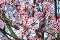 Cherry blossom in full bloom. Cherry flowers in small clusters on a cherry tree