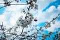 Cherry blossom in full bloom. Cherry flowers in small clusters on a cherry tree branch. A silhouette of a bee flies up to a Royalty Free Stock Photo