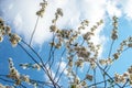 Cherry blossom in full bloom. Cherry flowers in small clusters on a cherry tree branch. A silhouette of a bee flies up to a Royalty Free Stock Photo