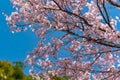 Cherry blossom full bloom in Tokyo Chidorigafuchi park Royalty Free Stock Photo