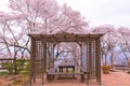 Cherry Blossom in Funaoka Castle Ruin Park Royalty Free Stock Photo