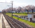 Cherry blossom in Funaoka Joshi Park in Miyagi prefecture, Japan Royalty Free Stock Photo