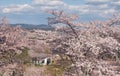 Cherry blossom in Funaoka Joshi Park in Miyagi prefecture, Japan Royalty Free Stock Photo