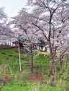 Cherry blossom in Funaoka Joshi Park in Miyagi prefecture, Japan