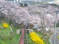 Cherry blossom in Funaoka Joshi Park in Miyagi prefecture, Japan