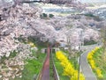 Cherry blossom in Funaoka Joshi Park in Miyagi prefecture, Japan