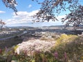 Cherry blossom in Funaoka Joshi Park in Miyagi prefecture, Japan Royalty Free Stock Photo