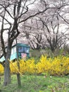 Cherry blossom in Funaoka Joshi Park in Miyagi prefecture, Japan Royalty Free Stock Photo