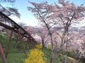 Cherry blossom in Funaoka Joshi Park in Miyagi prefecture, Japan