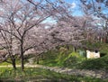 Cherry blossom in Funaoka Joshi Park in Miyagi prefecture, Japan Royalty Free Stock Photo