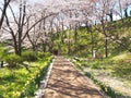 Cherry blossom in Funaoka Joshi Park in Miyagi prefecture, Japan Royalty Free Stock Photo