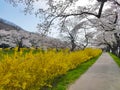 Cherry Blossom in the Funaoka Joshi Park, Sendai, Miyagi, Japan Royalty Free Stock Photo