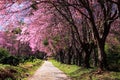 Cherry blossom garden Royalty Free Stock Photo