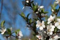 Cherry blossom in the garden