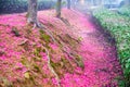 The Cherry Blossom Garden in the Mist