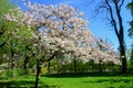 Cherry blossom in gardent Royalty Free Stock Photo