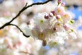 Cherry blossom in gardent from Hallstatt Bahnhst Royalty Free Stock Photo