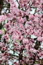 Cherry blossom in gardent from Hallstatt Bahnhst Royalty Free Stock Photo