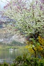 Cherry blossom in gardent from Hallstatt Bahnhst Royalty Free Stock Photo