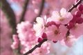 Cherry blossom generated by ai Royalty Free Stock Photo
