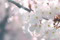 Cherry blossom generated by ai Royalty Free Stock Photo