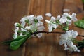 Cherry blossom in glass white background Royalty Free Stock Photo