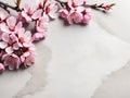 Cherry blossom on gray background with copy space, top view. Royalty Free Stock Photo