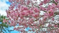 Cherry blossom hanami in Nara, Japan