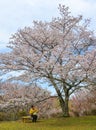 Cherry blossom hanami in Yoshino, Japan