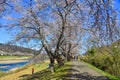 Cherry blossom hanami in Yoshino, Japan