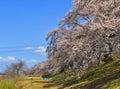 Cherry blossom hanami in Yoshino, Japan