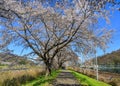 Cherry blossom hanami in Yoshino, Japan