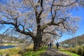 Cherry blossom hanami in Yoshino, Japan