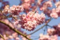 Cherry blossom hanging above brance